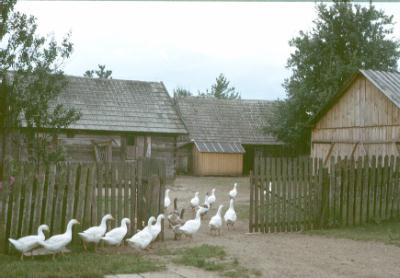 Geese happily snackering around the old farmhouses not aware of their destiny