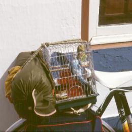 The parakeets enjoyed the trip very much, judging by their enthousiastic singing