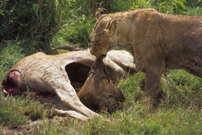 the lion to busy eating to take notice of wildlife-watchers