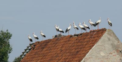 Many storks on old barns or in the fields