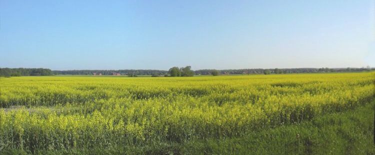 Everywhere rape-seed feels, it seems the Germans are trying to grow all their own fuel