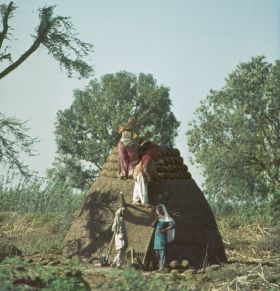 collecting and piling up of dried manure or dung is women's job