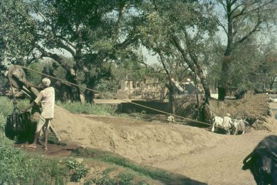 irrigation of fields with a big leather bag