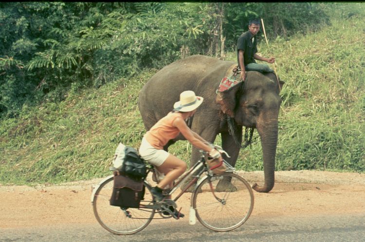 Nelly passing our first elefant while cycling