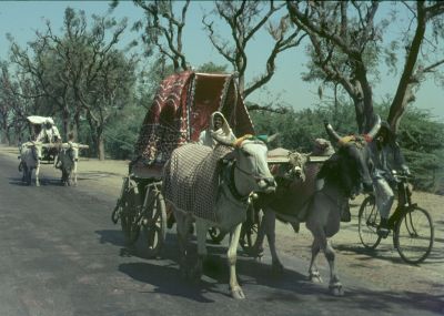All means of transport were used in India