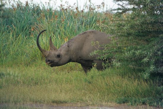 In the game parks and in the unprotected wilderness we met all imaginable species