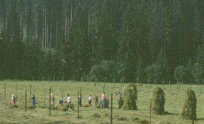 Czech: hay in farmland, but still very close to nature.