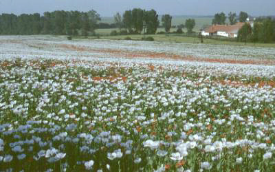 Czecho-Slovakia: Huges fields of poppies, not for drugs but for maw-seed used in pastry.