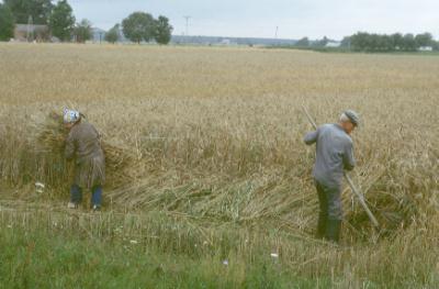 First mowing the borders of the land with corn by hand