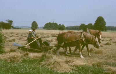 and therafter harvesting with real horse-powers!