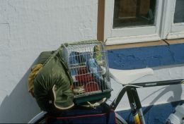 The parakeets enjoyed the trip very much, judging by their enthousiastic singing