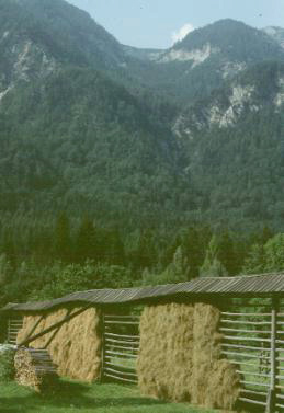 Slovenia: hay on stacks protected against the frequent rains.