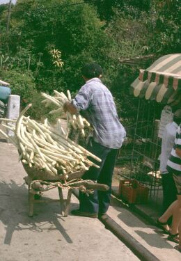 Sugarcane juice, healthy, nutricious and good for 'hombres'