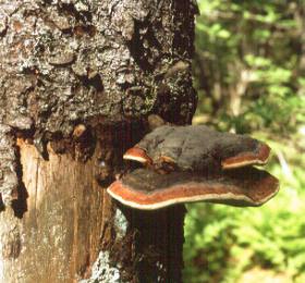 Finland: a mushroom in a national forest
