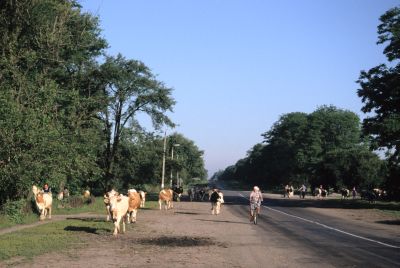 Not disturbed by the traffic the cow pastor brings the assembled cows to the common meadow.