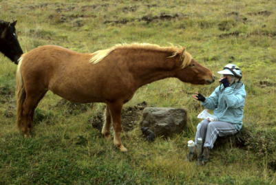 Islandic horses seem to like a cup of coffee too