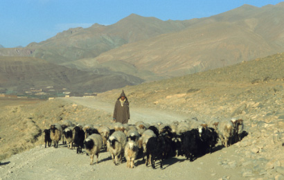 Sometimes you got the impression, that sheep and goats ate stones as there was not much else