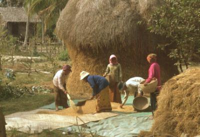 Everywhere along the road people were threshing, cleaning and collecting their rice harvest