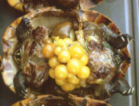 It looked beautiful and tasty, but by closer observations we did prefer not to eat the little cooked turtles