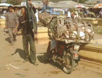 Quite relaxed in a airy basket, the animal transport is not so bad after all