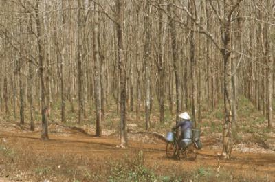 Harvesting latex, collecting it from the trees in big buckets on the back of your bicycles