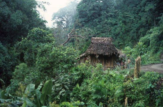 Northern Columbia was a dense tropical forest with rarely some inhabitants
